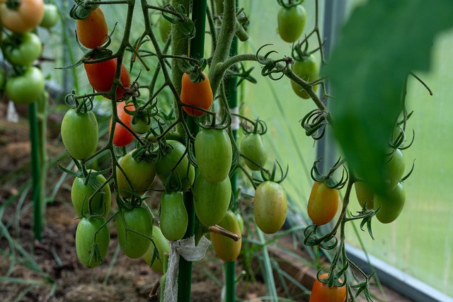 Benefits of Desiccant Dehumidifiers for Indoor Tomato Farming