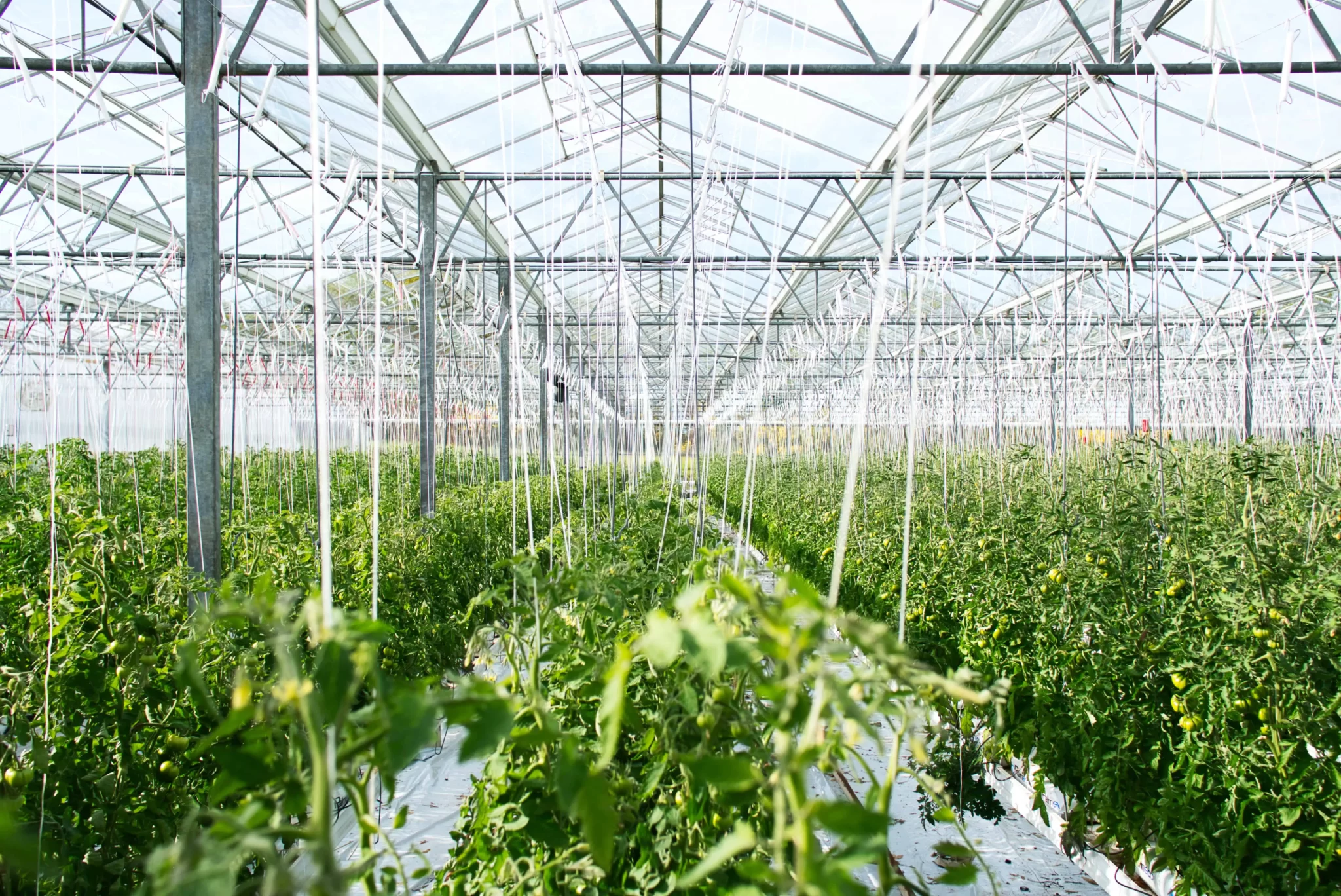 Controlled agriculture greenhouse